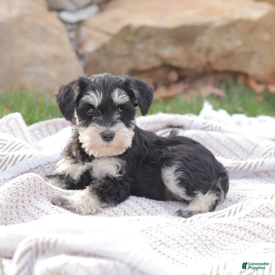 Miniature Schnauzer dogs for sale: Princess Ann - Ad 2