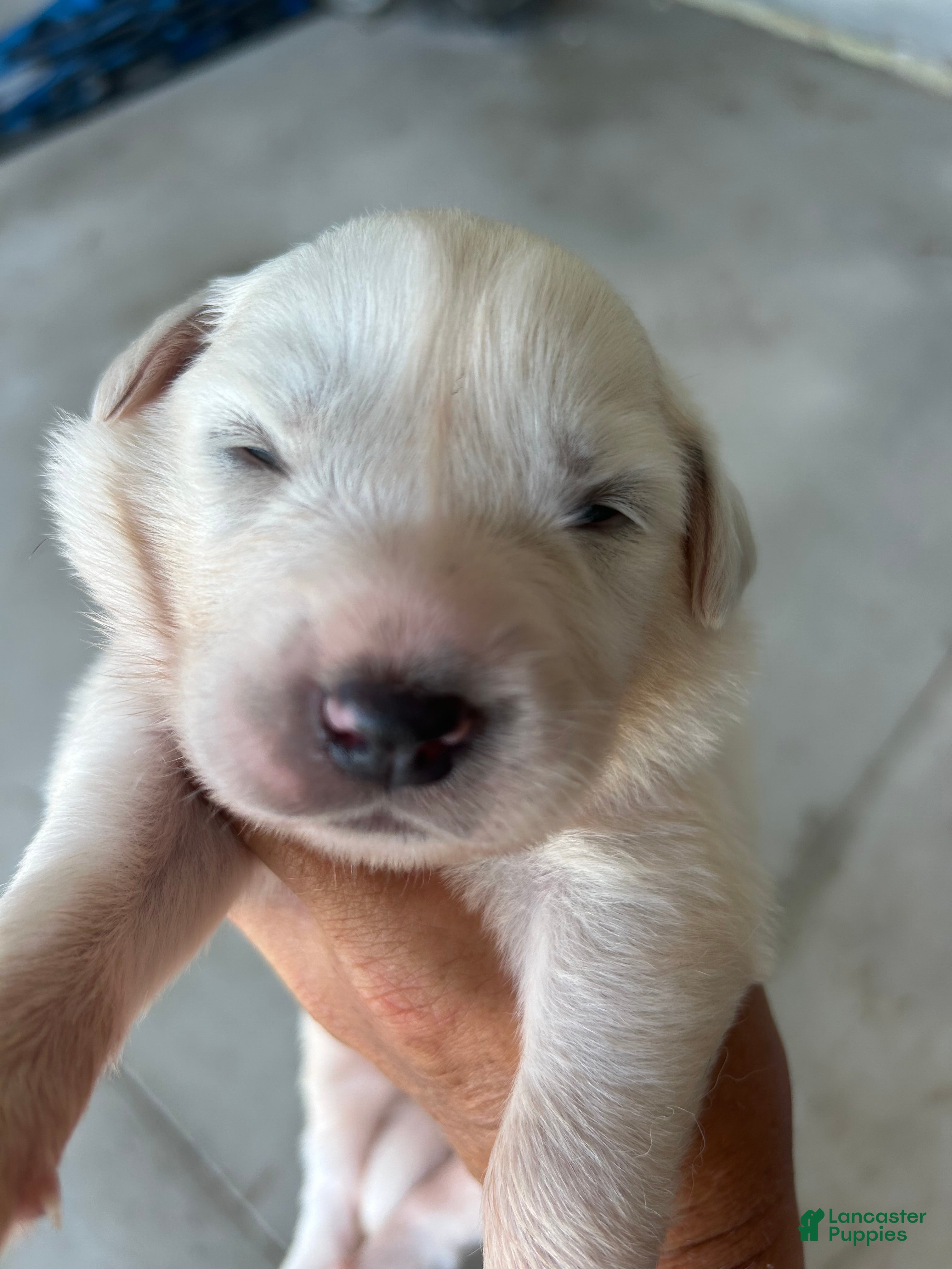 Great Pyrenees dogs Charlie - Ad 42
