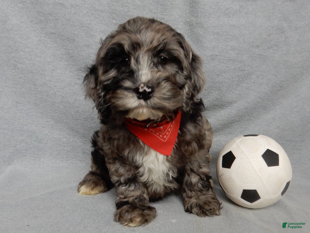 Cockapoo dogs for sale: Bentley - Ad 2