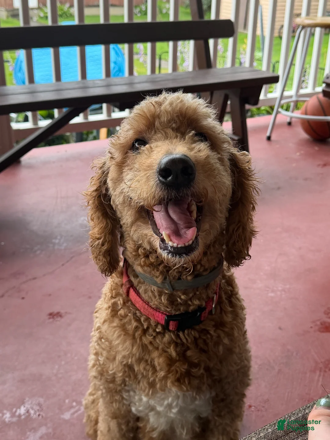 Mini Goldendoodle dogs for sale: Ham charting 20-30 pounds  - Ad 4