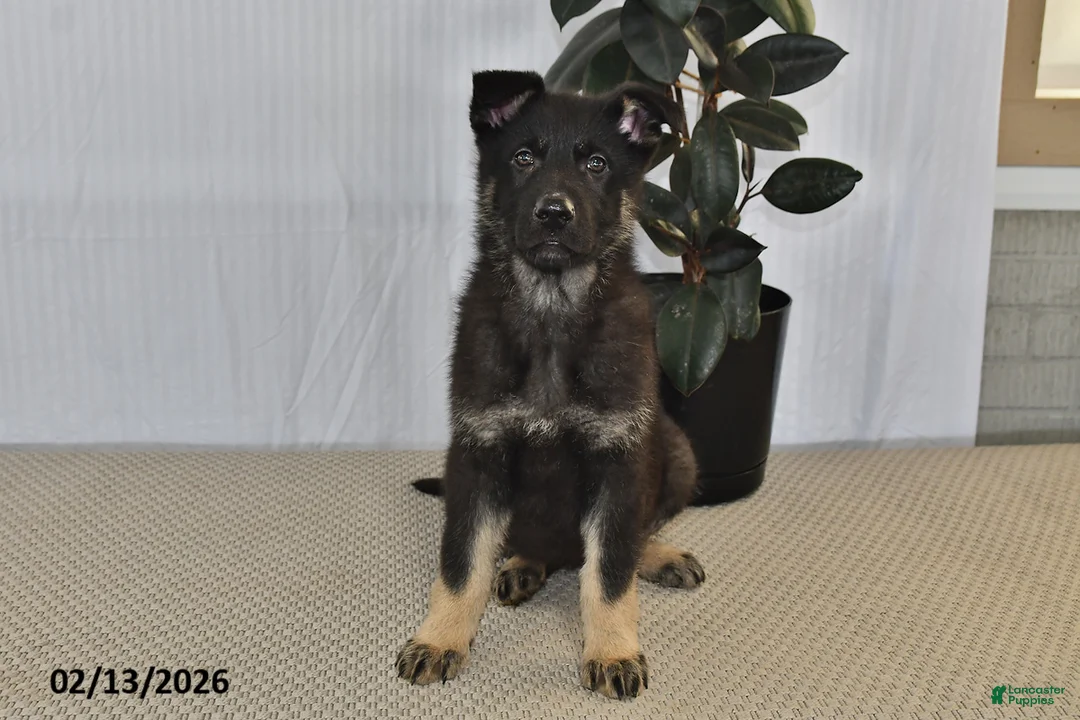 German Shepherd dogs for sale: Melody - Ad 5