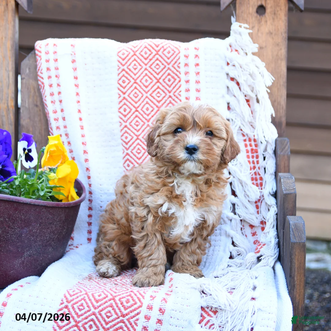 Mixed Breed dogs for sale: Molly - Ad 3