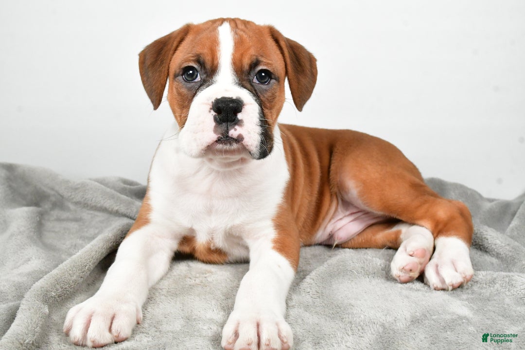 Boxer Puppies for sale Lancaster Puppies