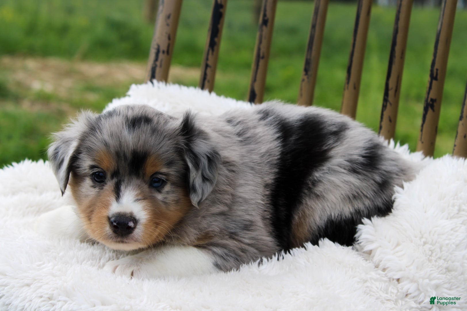 Miniature Australian Shepherd dogs Genesis - Ad 2