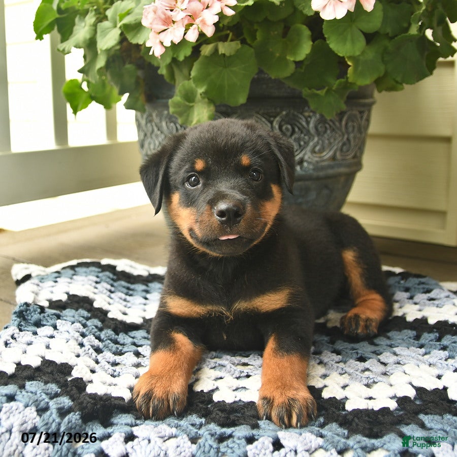 Rottweiler dogs Marshall  - Ad 2
