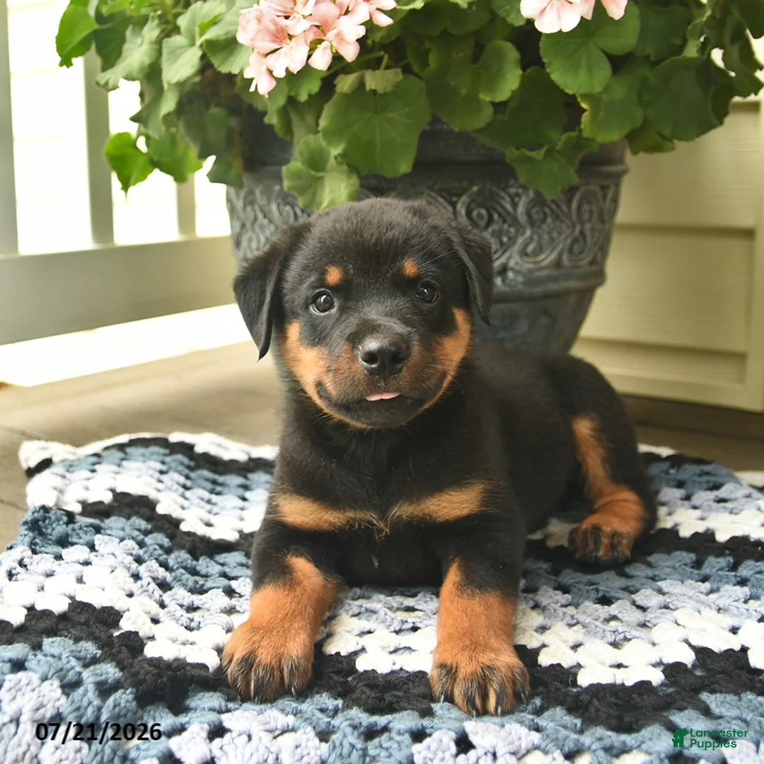Rottweiler dogs for sale: Marshall  - Ad 2