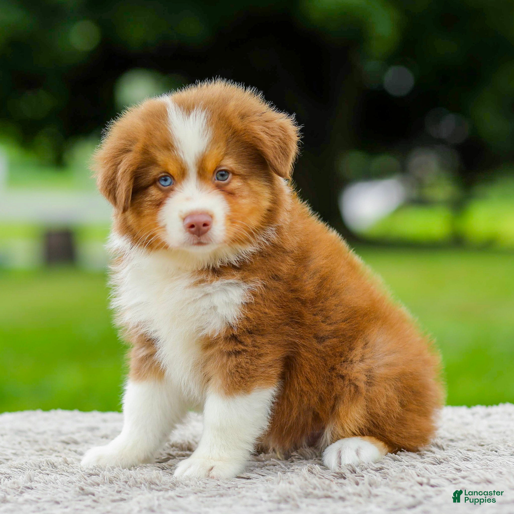 Miniature Australian Shepherd dogs Coby - Ad 2
