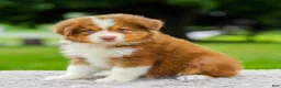 Miniature Australian Shepherd dogs for sale: Coby - Ad 2
