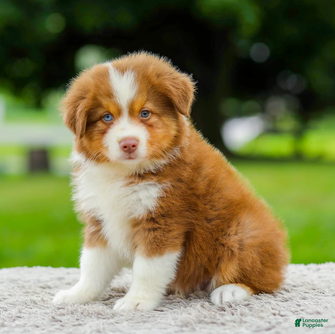 Miniature Australian Shepherd dogs for sale: Coby - Ad 2