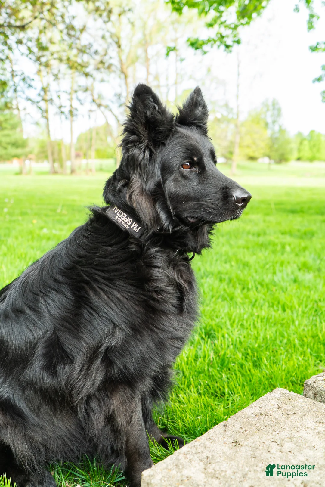 German Shepherd dogs for sale: German Shepherd Puppy 2 - Ad 2