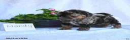 Toy Poodle dogs for sale: Mandy - Ad 3