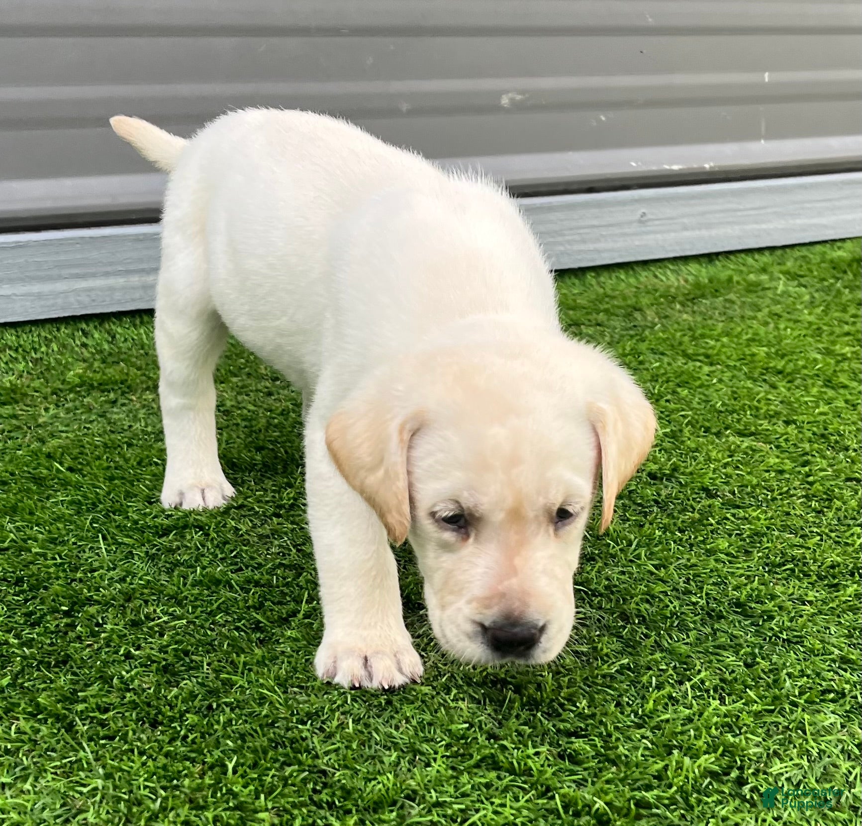 Labrador Retriever dogs for sale: Naan White Female - Ad 4