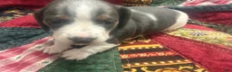 Miniature Dachshund dogs for sale: Miniature Dachshund 1 - Ad 4