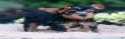 Yorkshire Terrier dogs for sale: Fizzlepop - Ad 5