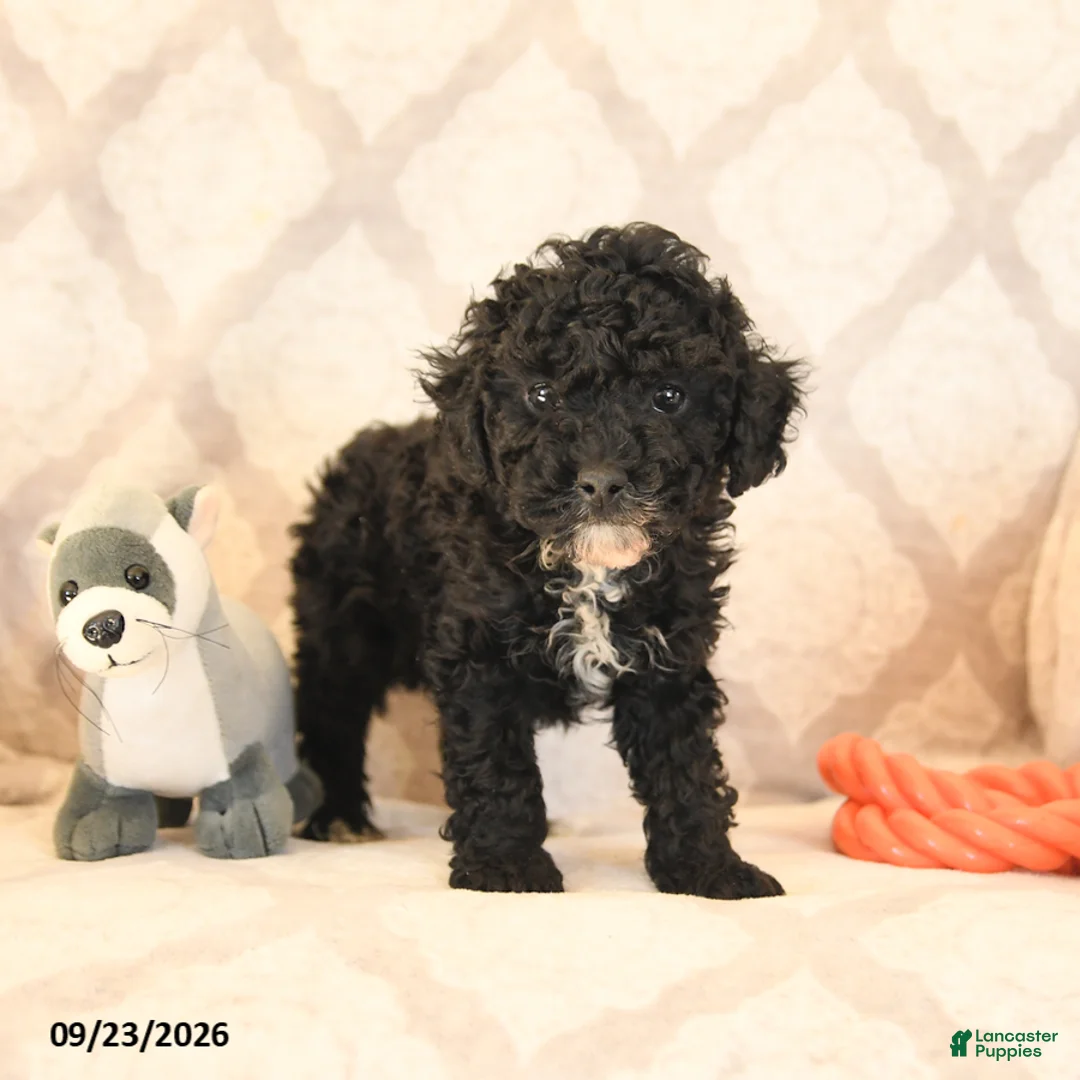 Miniature Poodle dogs for sale: Lance  - Ad 2