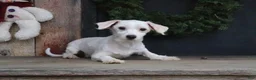 Maltese dogs for sale: Ginger - Ad 8