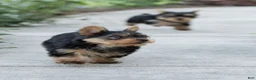 Yorkshire Terrier dogs for sale: Jasper - Ad 7