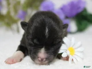 Akita dogs Gala - Ad 3