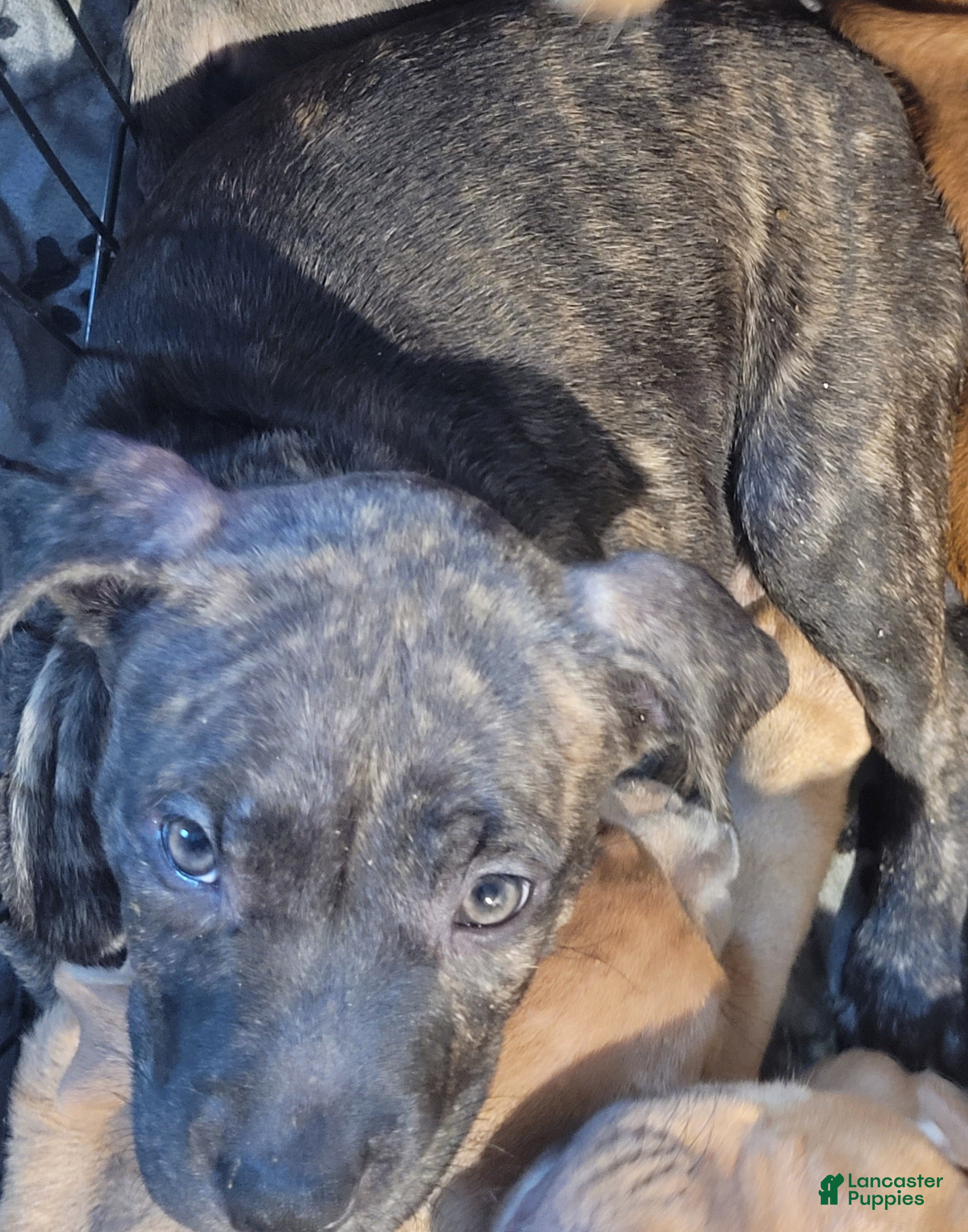 American Pit Bull Terrier dogs for sale: Basil - Ad 2
