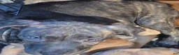 American Pit Bull Terrier dogs for sale: Basil - Ad 1