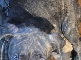 American Pit Bull Terrier dogs Basil - Ad 24