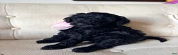 Standard Poodle dogs for sale: Lily  - Ad 2