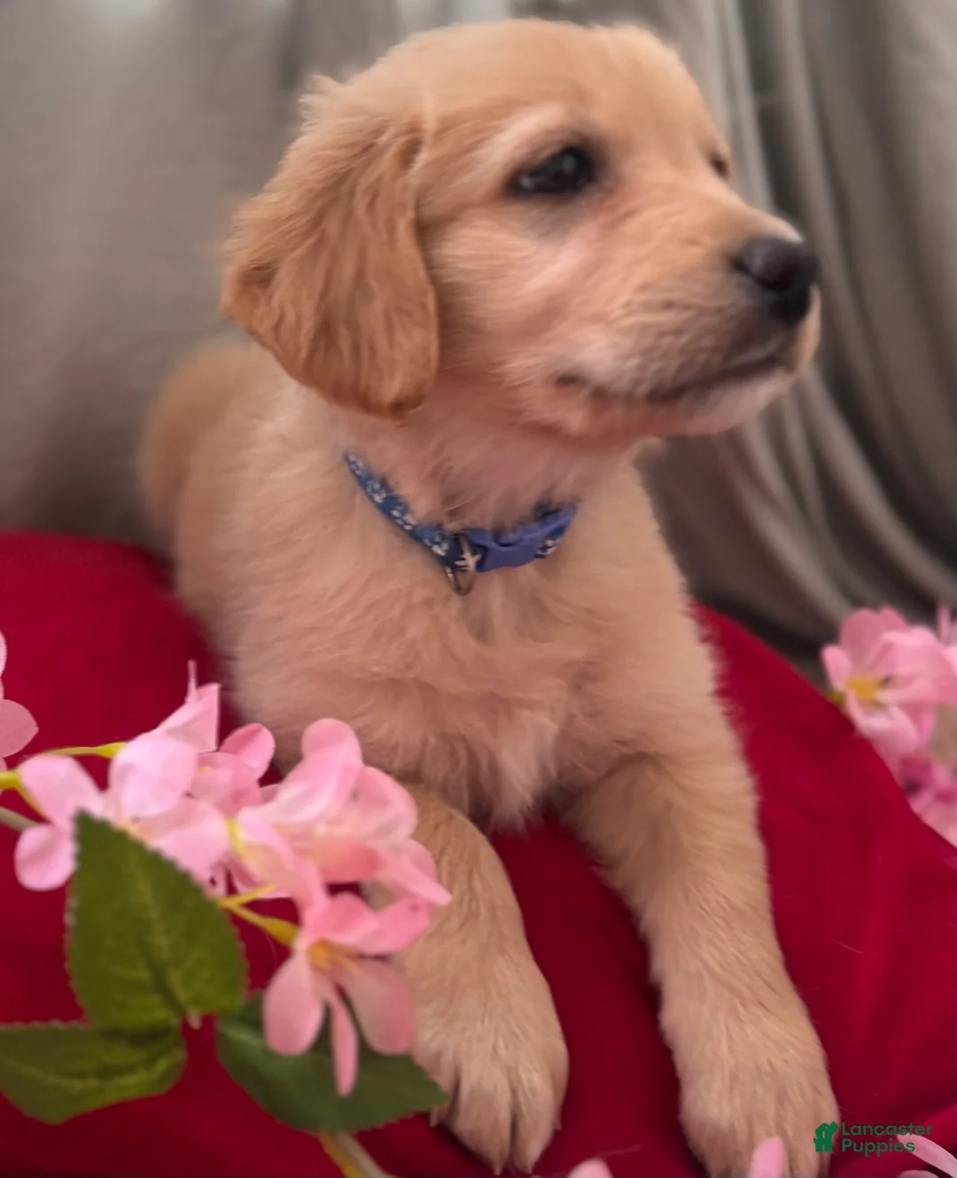 Mixed Breed dogs for sale: Dark Blue Collar - Ad 4