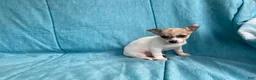 Chihuahua dogs for sale: Theodore - Ad 8
