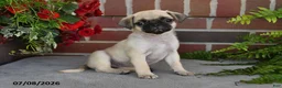 Puggle dogs for sale: Sunflower - Ad 4