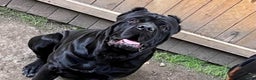 Cane Corso dogs for sale: DaVina - Ad 5