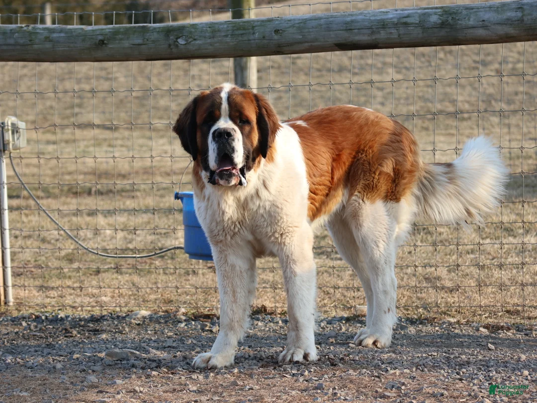 Saint Bernard dogs for sale: Sienna - Ad 4