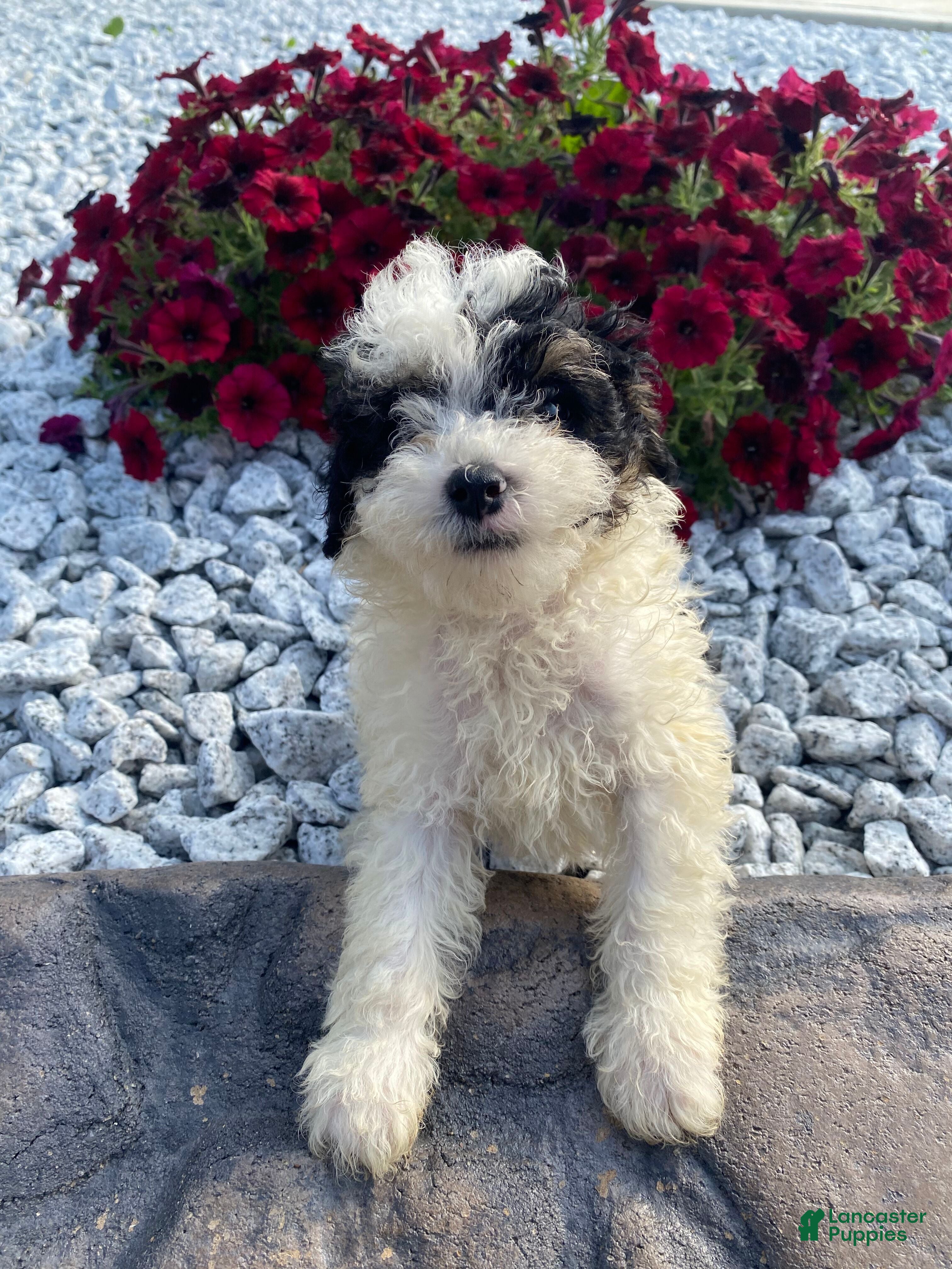 Miniature Poodle dogs Gus - Ad 2