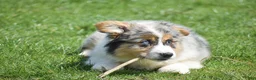Welsh Corgi Pembroke dogs for sale: Legend - Ad 4