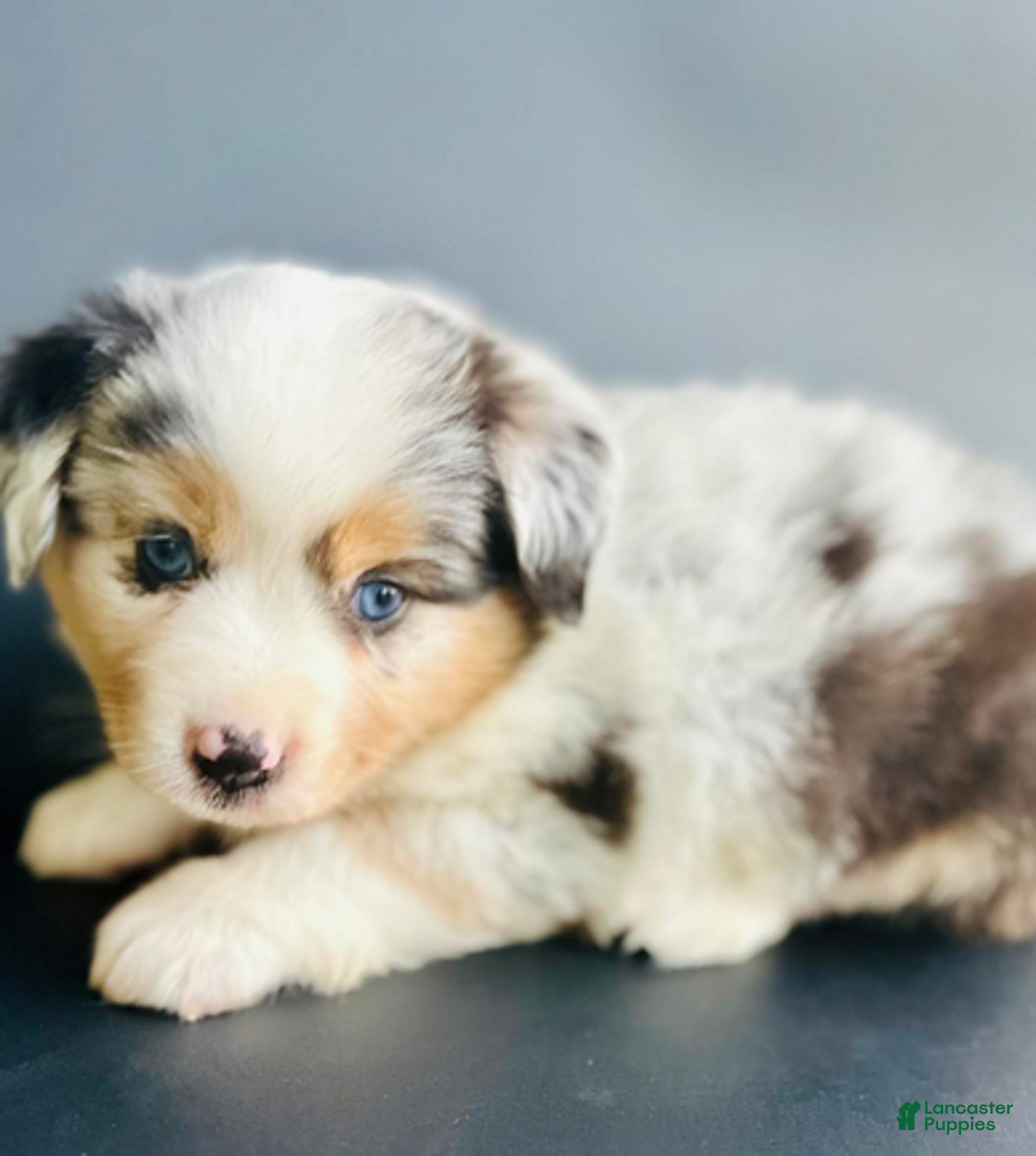 Mixed Breed dogs for sale: Chloe - Ad 2