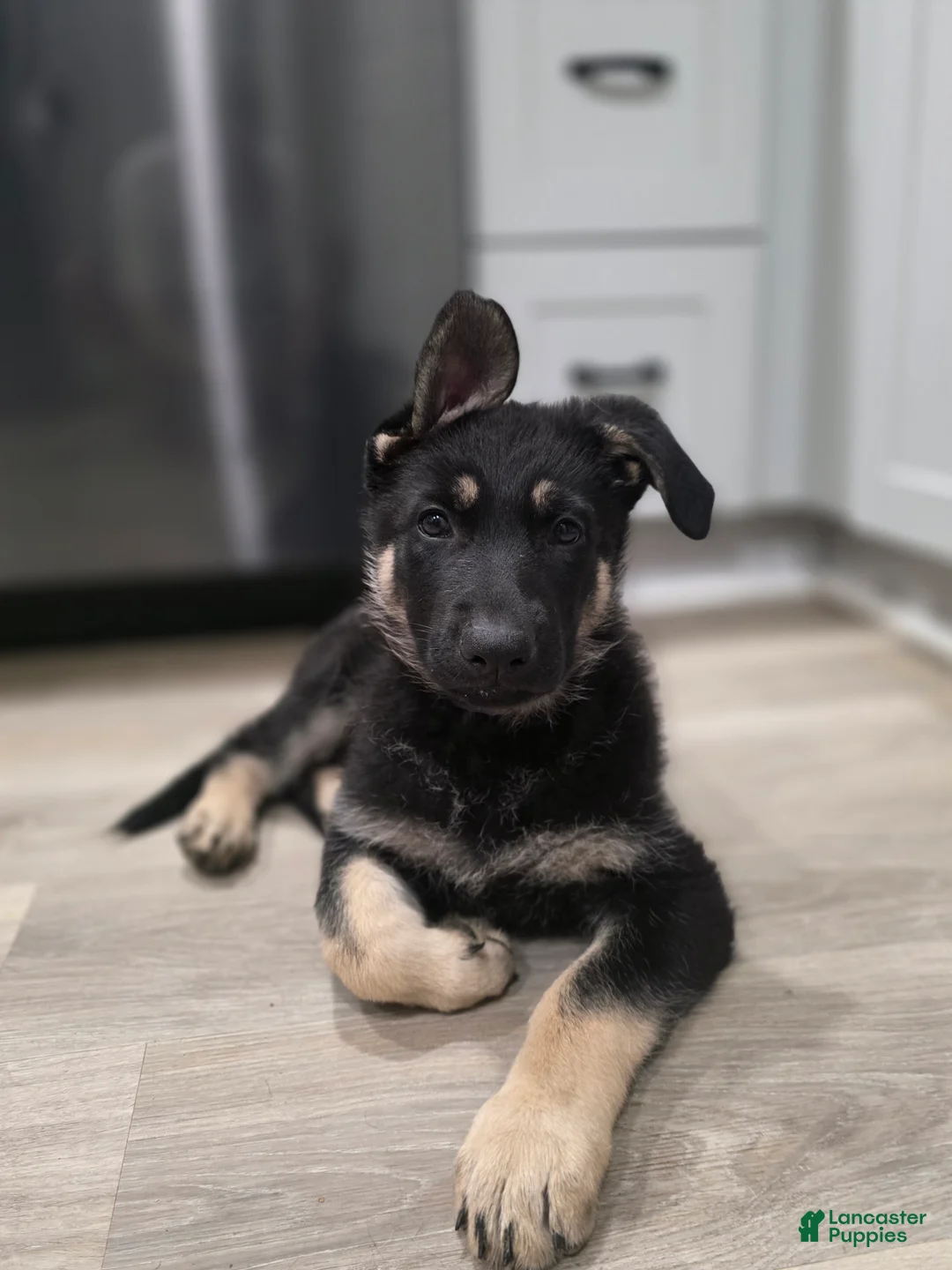 German Shepherd dogs for sale: Chestnut - Ad 1