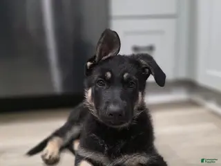 German Shepherd dogs Chestnut - Ad 20