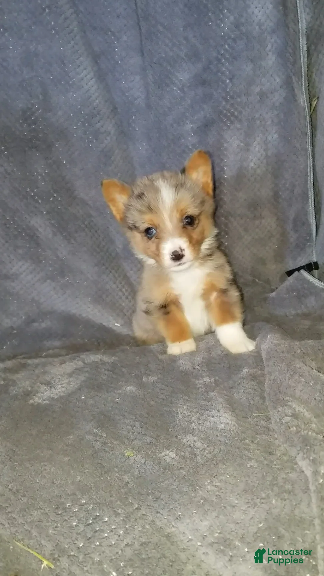 Mixed Breed dogs for sale: Alex - Ad 7