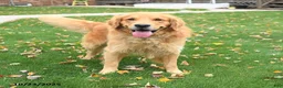 Golden Retriever dogs for sale: Goose - Ad 7