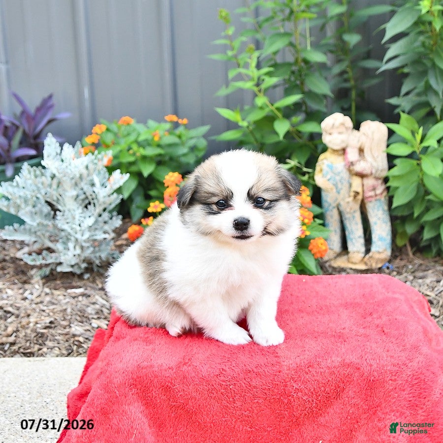 Mixed Breed dogs Biscuit - Ad 2