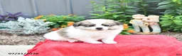 Mixed Breed dogs for sale: Biscuit - Ad 2