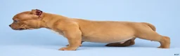 American Bully dogs for sale: Lilac Male - Ad 3