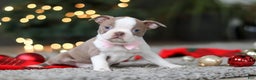 Boston Terrier dogs for sale: Macy - Ad 6