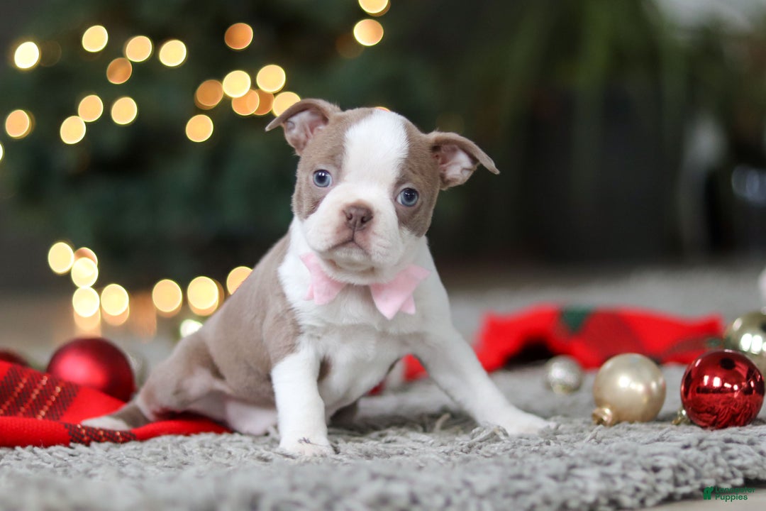Boston Terrier dogs for sale: Macy - Ad 6