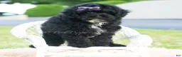 Toy Poodle dogs for sale: Paisley - Ad 6