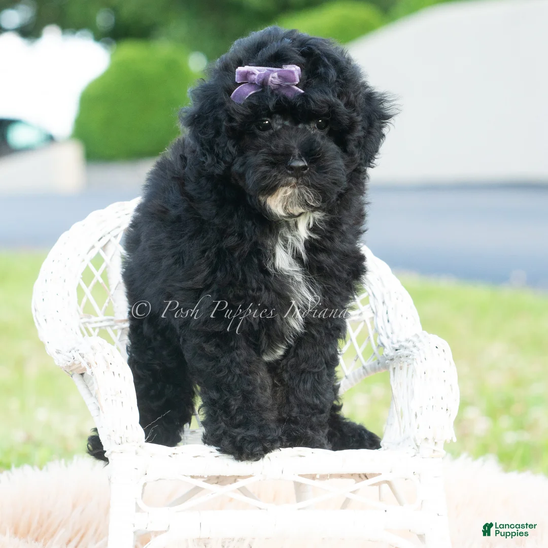 Toy Poodle dogs for sale: Paisley - Ad 6