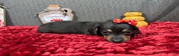 Miniature Dachshund dogs for sale: Miniature Dachshund Puppy 1 - Ad 6