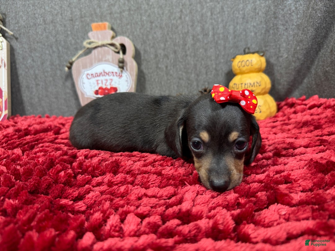 Miniature Dachshund dogs for sale: Miniature Dachshund Puppy 1 - Ad 6
