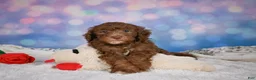 Mini Goldendoodle dogs for sale: Jasper - Ad 10
