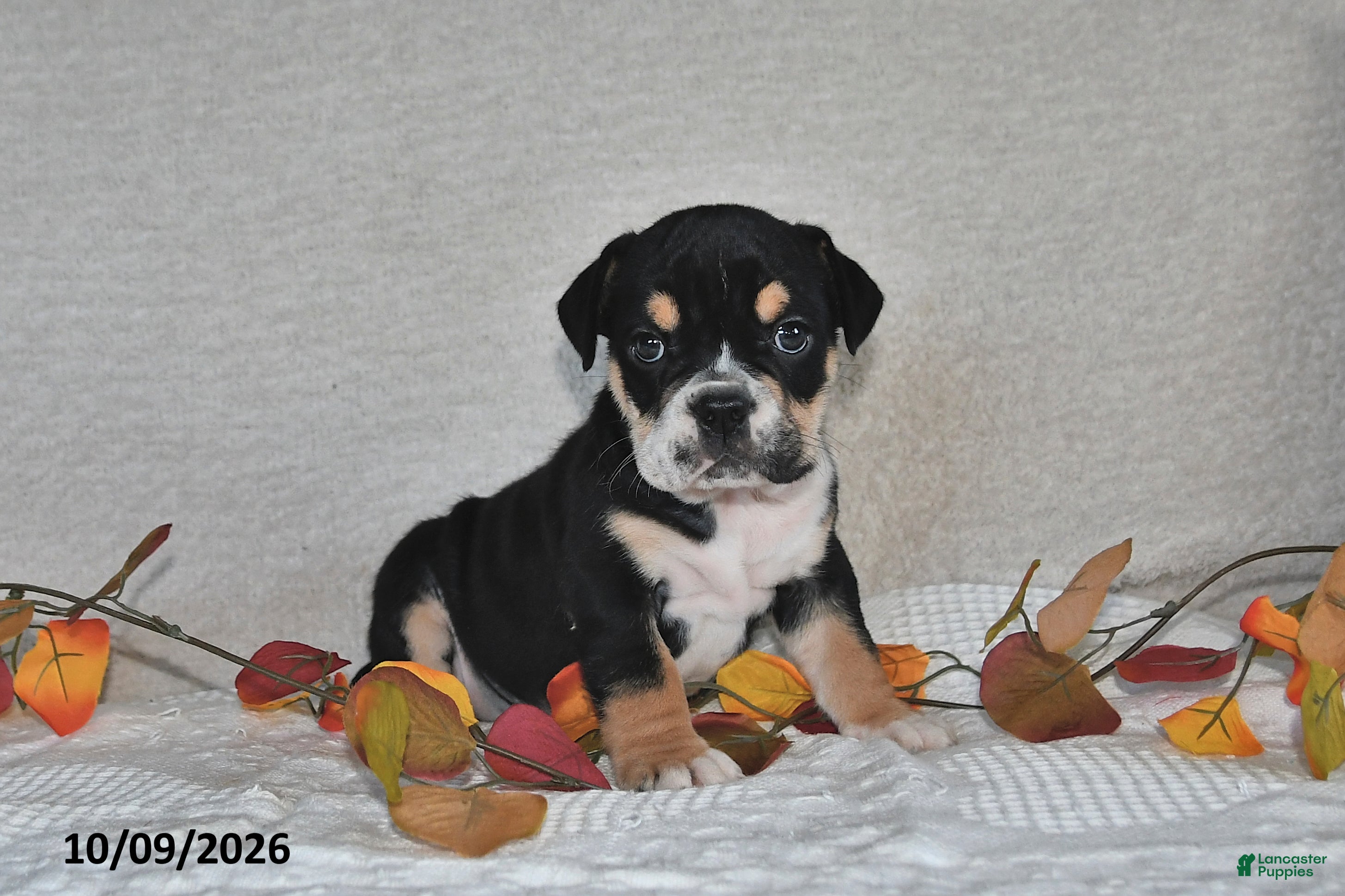 Beabull dogs Ruby - Ad 1