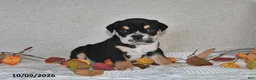 Beabull dogs for sale: Ruby - Ad 1